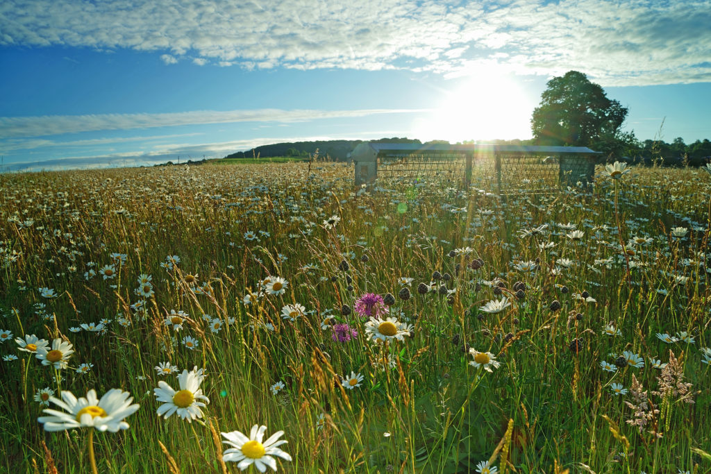 Charity secures funding for new mental health advocacy