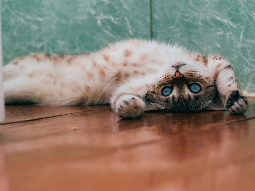 Study shows that robotic cats can have therapeutic qualities for adults with dementia.