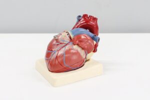 French study shows hot temperatures cause heart failure to worsen